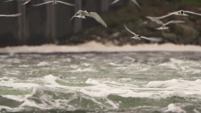 一群普通的燕鸥(Sterna hirundo)潜入旋涡的水中，动作缓慢