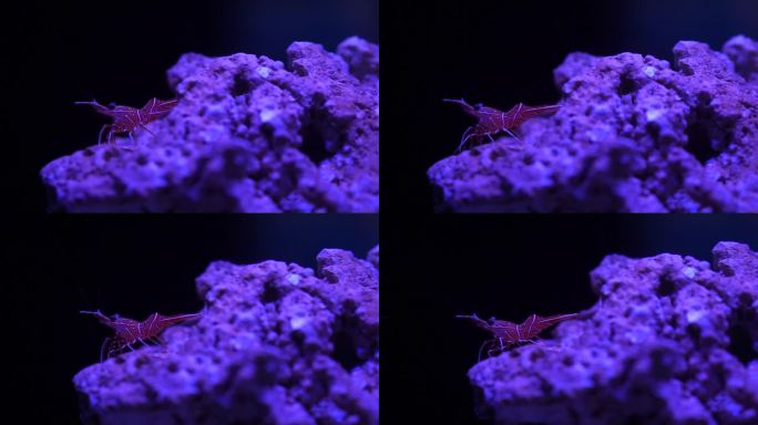 小红德班虾在海底珊瑚礁下的海洋夜间生活HD