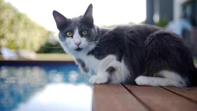 塞浦路斯，一只黑白相间的猫在泳池里喝水，慢镜头