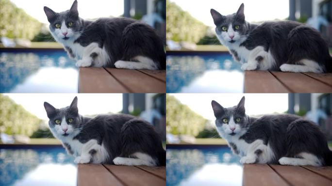 塞浦路斯，一只黑白相间的猫在泳池里喝水，慢镜头