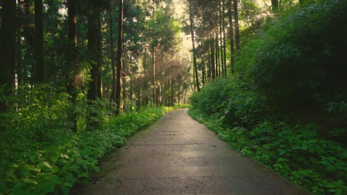 美丽的阳光透过空旷的乡村道路上方的森林