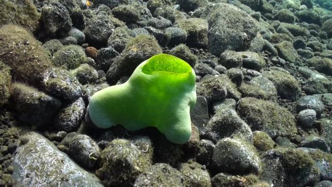 巴厘岛五颜六色的水下珊瑚虫创造了视觉奇观。