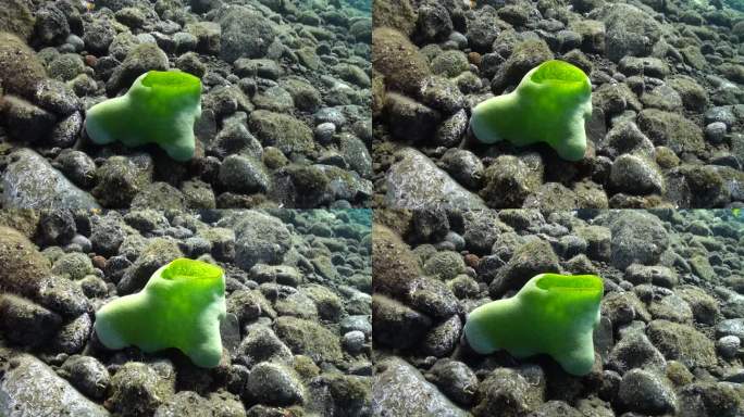 巴厘岛五颜六色的水下珊瑚虫创造了视觉奇观。