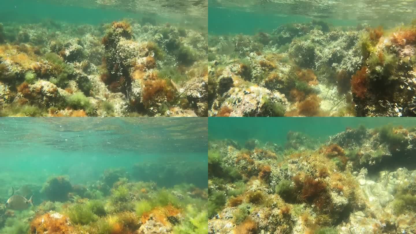西班牙阿利坎特海底的梁龙目鱼类