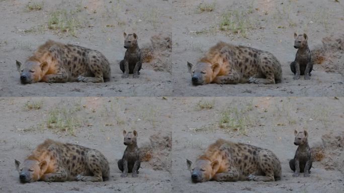 特写镜头。可爱的斑点鬣狗幼崽坐在睡觉的妈妈旁边看着镜头