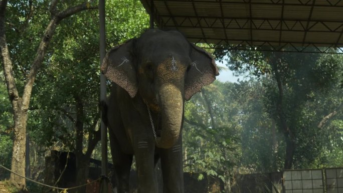 在喀拉拉邦的丛林背景下，湿婆神的神圣彩绘大象摆姿势。印度神圣的动物。4 k。