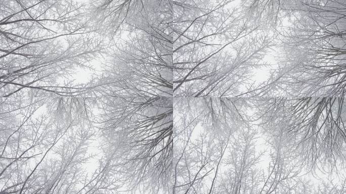 冬季表演:视频中的《白雪覆盖的森林》邀请你进入一个令人难忘的寒冷童话之旅，在那里，树木在雪的重压下变
