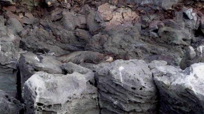 加拉帕戈斯毛海豹，Arctocephalus galapagoensis，躺在厄瓜多尔加拉帕戈斯群岛