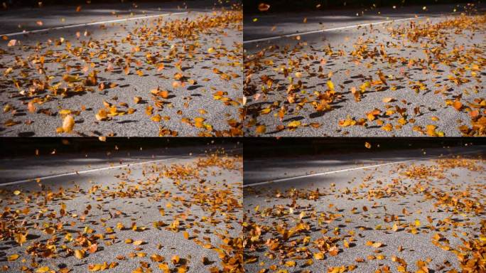 五彩缤纷的秋叶在空中飞舞