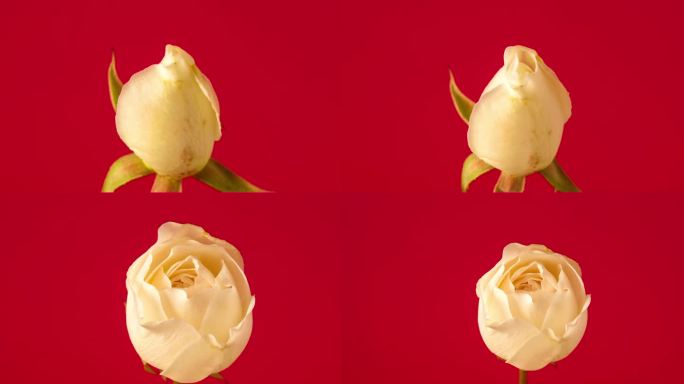 白玫瑰盛开在红色的背景下，延时4k缩放视频。