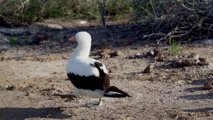 纳斯卡鲣鸟，苏拉·格兰蒂，一种在厄瓜多尔太平洋加拉帕戈斯群岛筑巢的白色海鸟。