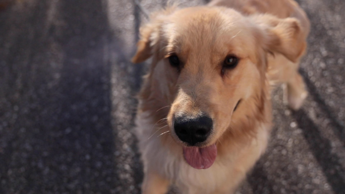 金毛犬 狗