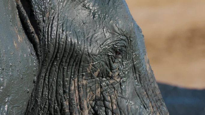 大象眨着眼睛，脸上沾着泥的特写镜头
