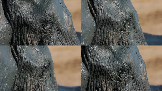大象眨着眼睛，脸上沾着泥的特写镜头