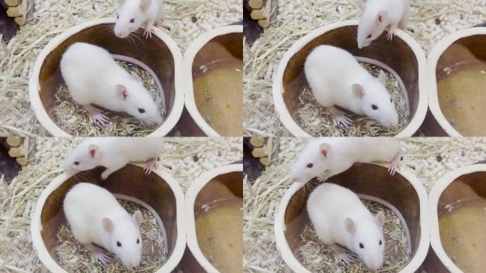 小白鼠坐在笼子里吃谷物。手的老鼠
