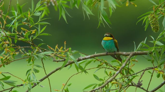 栖息在多风树叶上的欧洲食蜂鸟