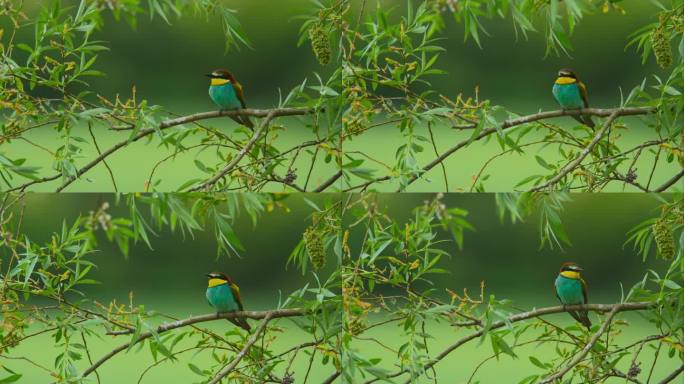 栖息在多风树叶上的欧洲食蜂鸟