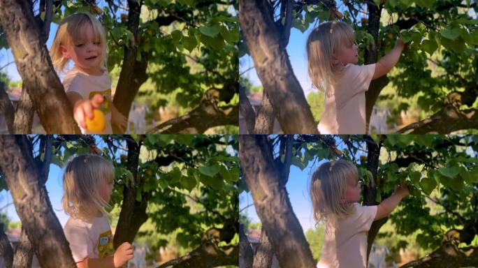 一个蹒跚学步的孩子从树上摘杏