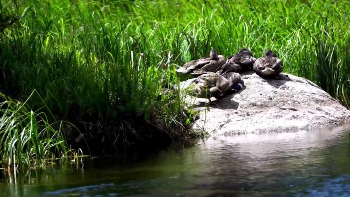 在溪边巨石上梳理羽毛的鸭子，身后是草地
