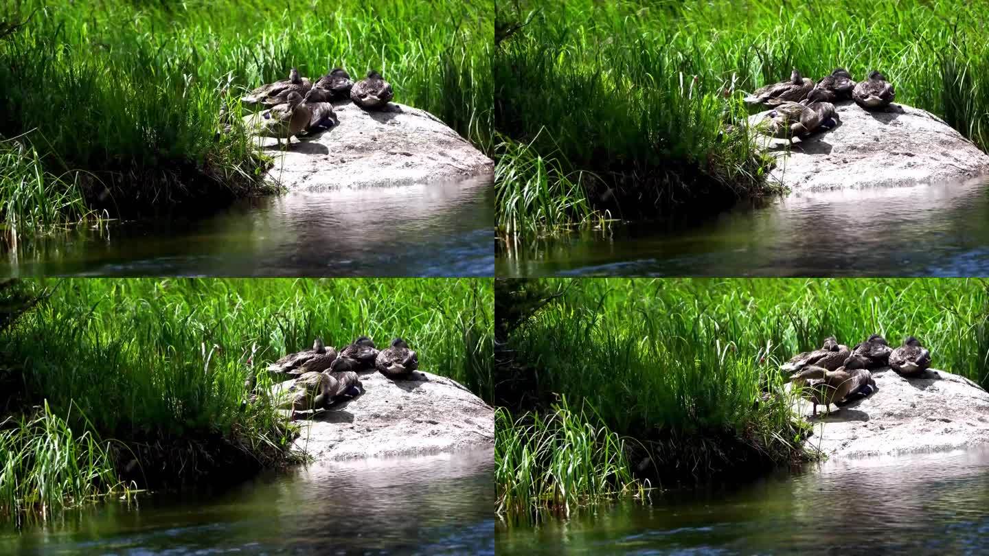 在溪边巨石上梳理羽毛的鸭子，身后是草地