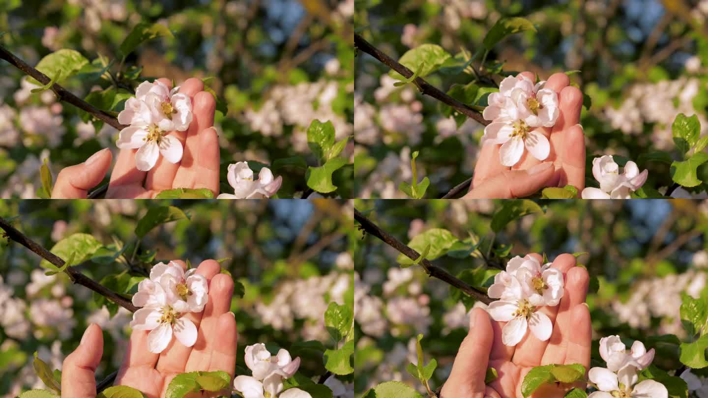 女人的手轻轻地抚摸着盛开的苹果树上的花瓣