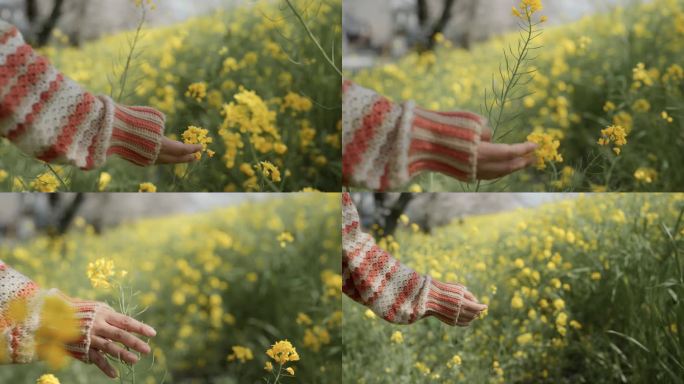 日落时分，日本田野里，一名女子的手走过美丽的冬日花朵。