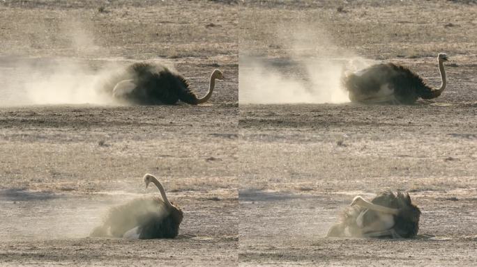 南非喀拉哈里沙漠，一只鸵鸟(Struthio camelus)正在洗灰尘浴