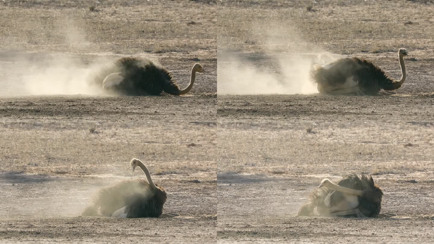 南非喀拉哈里沙漠，一只鸵鸟(Struthio camelus)正在洗灰尘浴