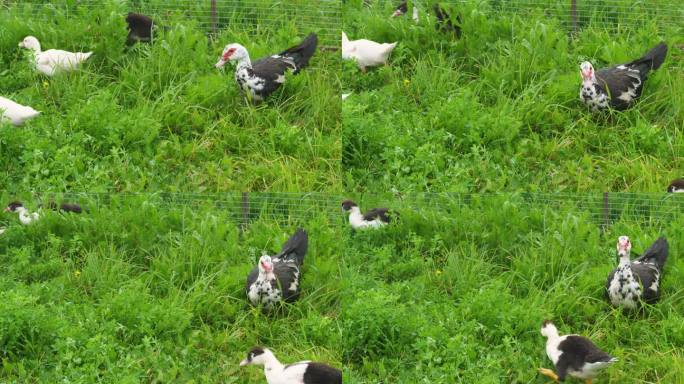 夏天，鸭妈妈带着一群家鸭走在乡下种植园的草地上。在农场养鸟。鸭子的农场