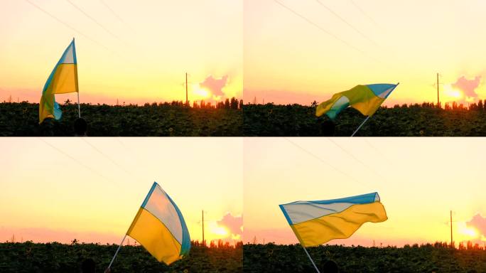 一个拿着乌克兰国旗的人站在向日葵地里。有选择性的重点。大自然。
