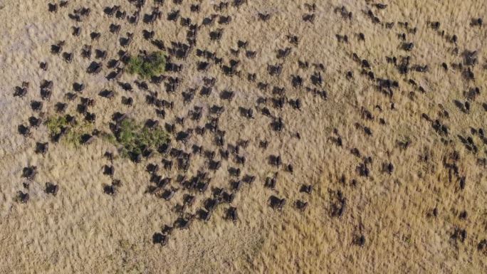 直下鸟瞰图。一大群水牛在非洲丛林中醒来