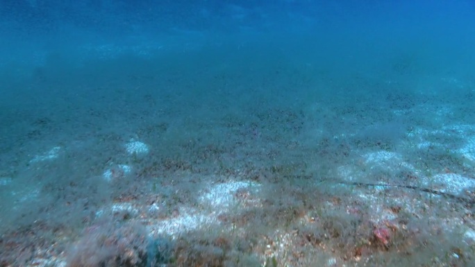 深海——海底的磷虾云