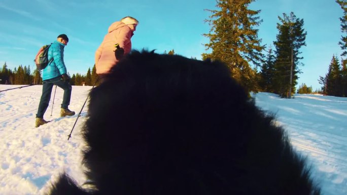 狗在雪地里追着主人跑