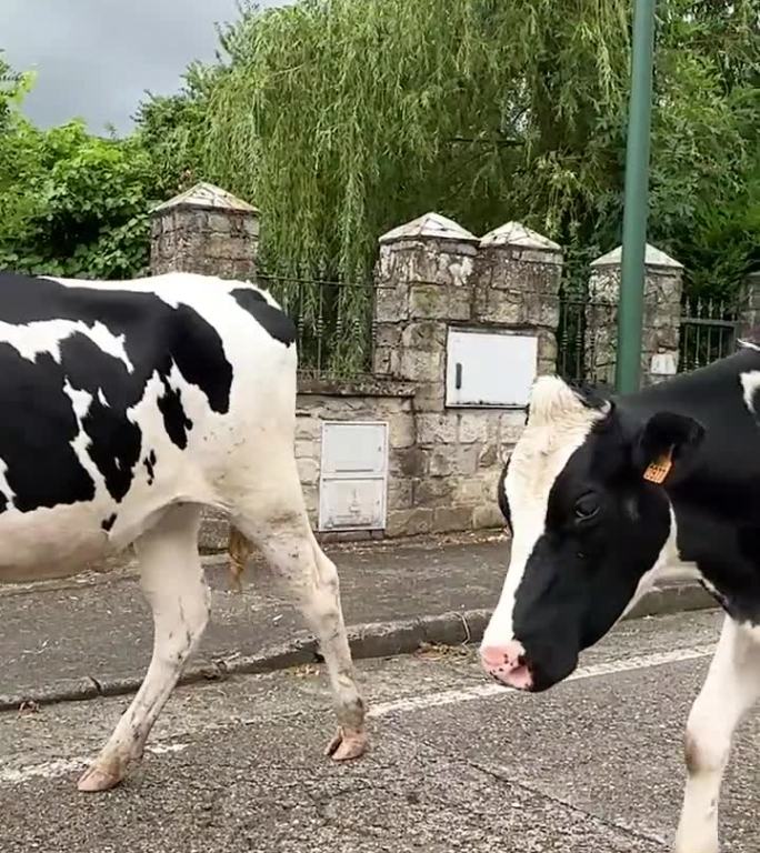 奶牛走在马路上