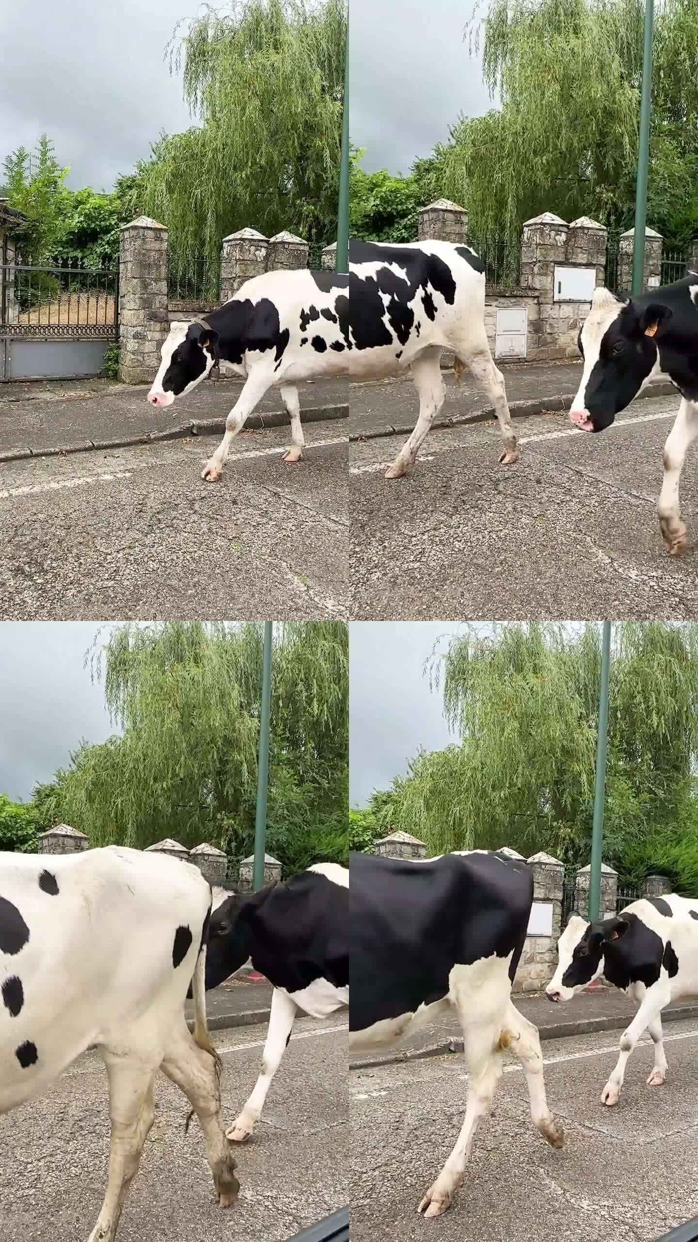 奶牛走在马路上