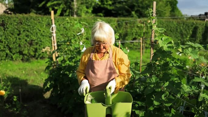 一位围着棉质围裙的农妇把温室里的有机黄瓜扯进塑料篮子里。收获的概念。夏天和秋天
