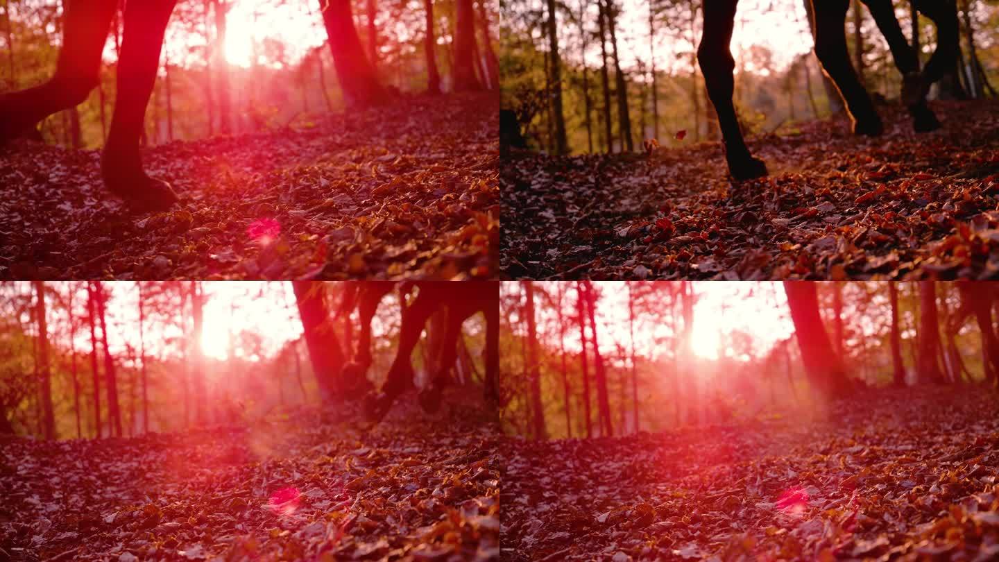 慢动作，镜头光晕:秋天的清晨，森林里有一匹疾驰的马