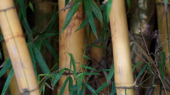 伊瓜苏的一丛黄色竹茎