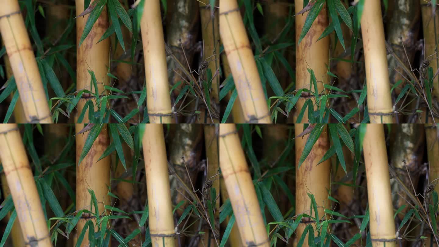 伊瓜苏的一丛黄色竹茎
