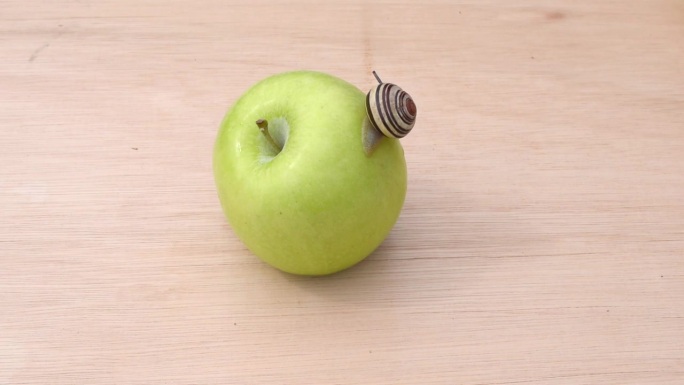 一只蜗牛趴在苹果上，保持平衡