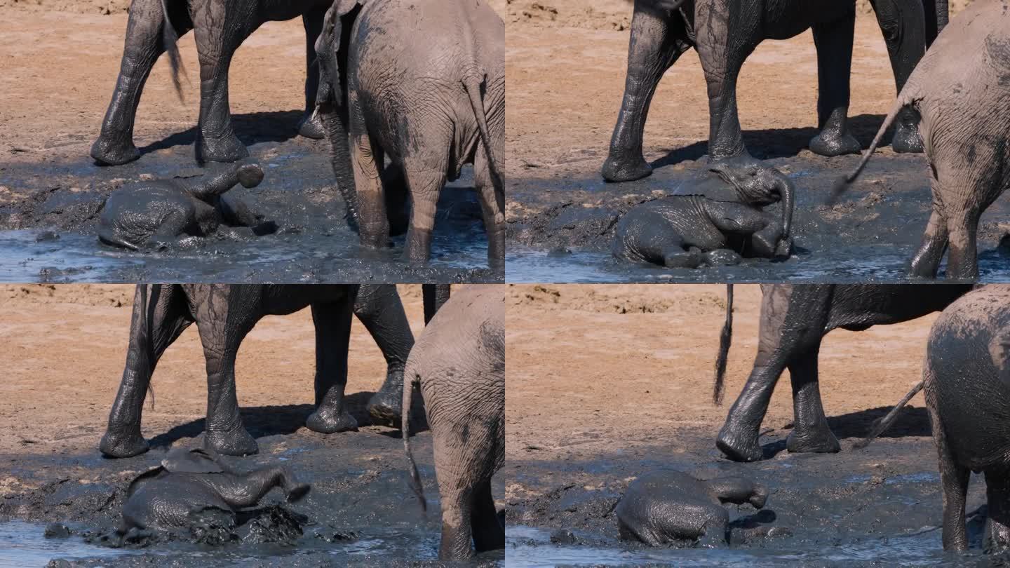 特写镜头。可爱的小象躺在水坑边的泥里打滚