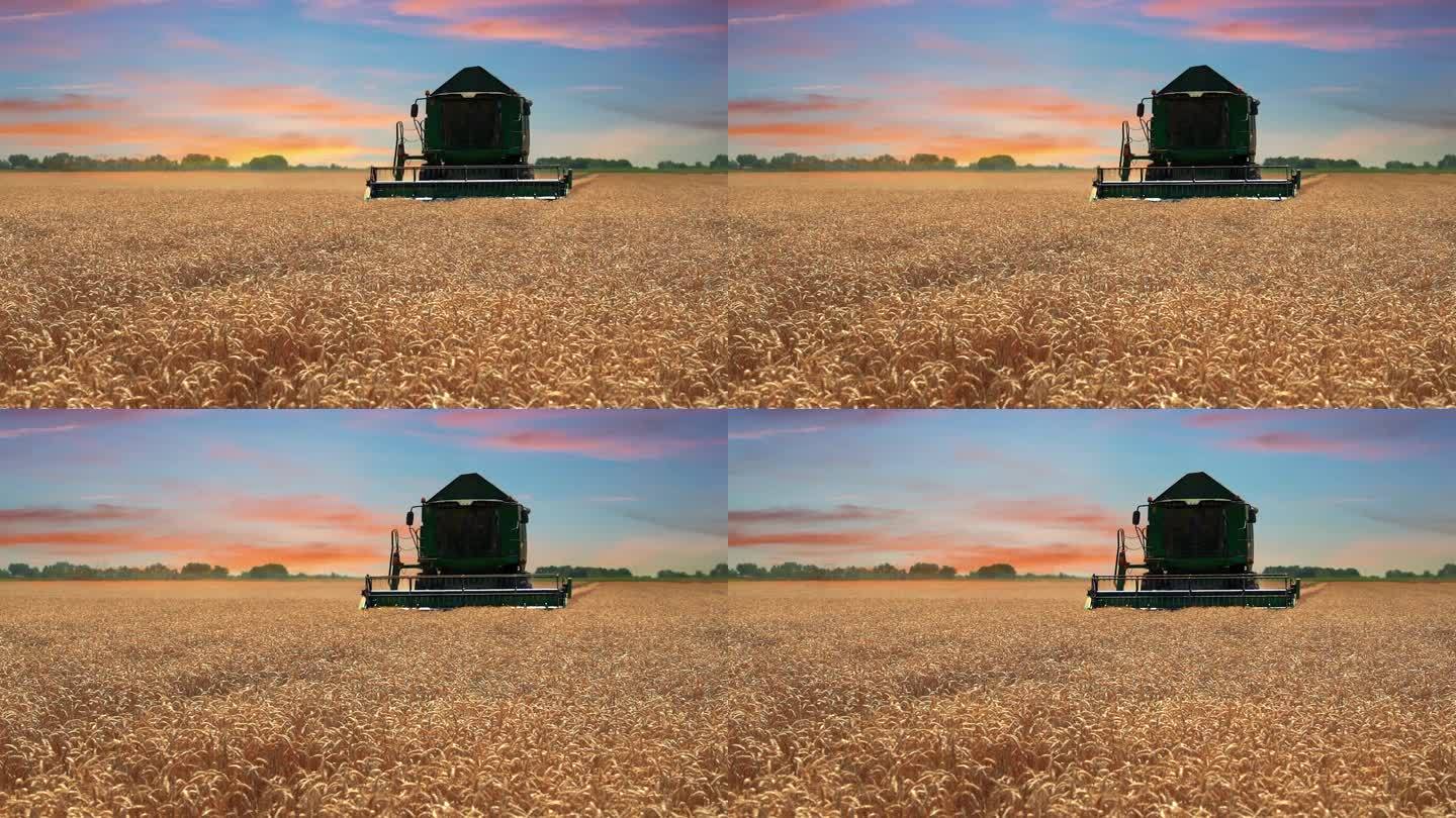 现代联合收割机收割小麦-慢动作