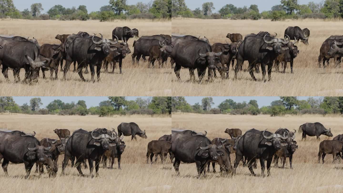 特写一小群南非水牛和幼崽站在非洲丛林中