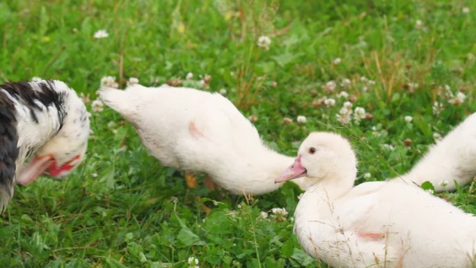 夏日里，小白家鸭和一只鹅在吃草。在牧场上养鸭子。家禽和农业