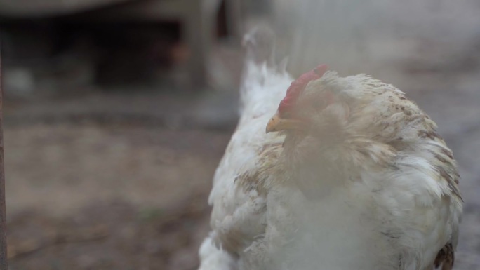 一只毛茸茸的白色大鸡的特写镜头看着镜头