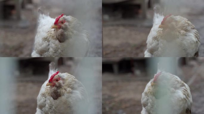 一只毛茸茸的白色大鸡的特写镜头看着镜头