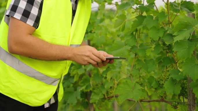 SLO MO农夫穿着反光的衣服在葡萄园里检查生葡萄和使用平板电脑