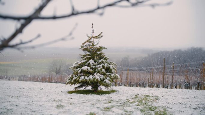 白雪落在田野中央的圣诞树上，背景是葡萄园