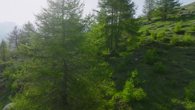 鸟瞰图，一对成熟的徒步夫妇在落叶松林中休息，欣赏高山景色