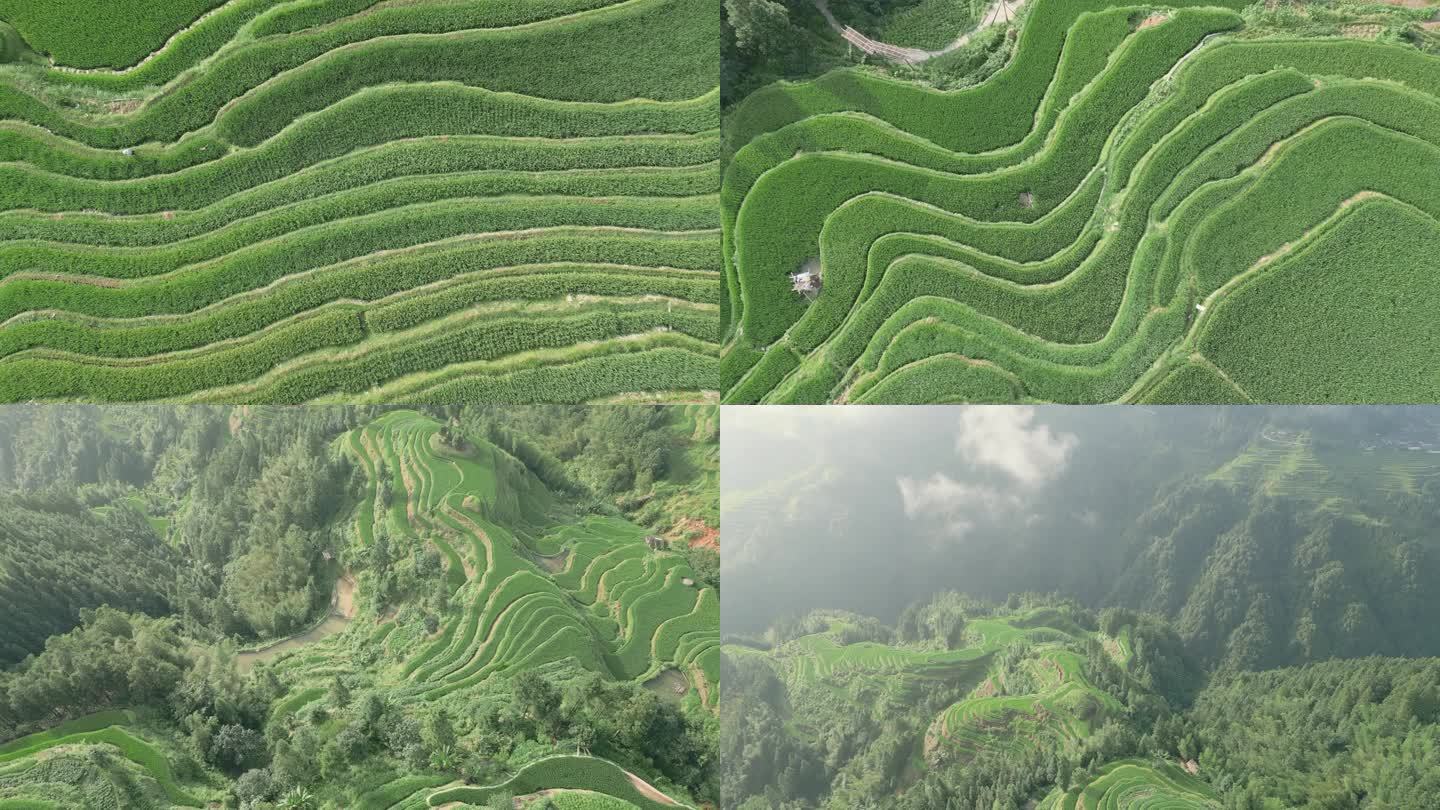 贵州加榜梯田风光